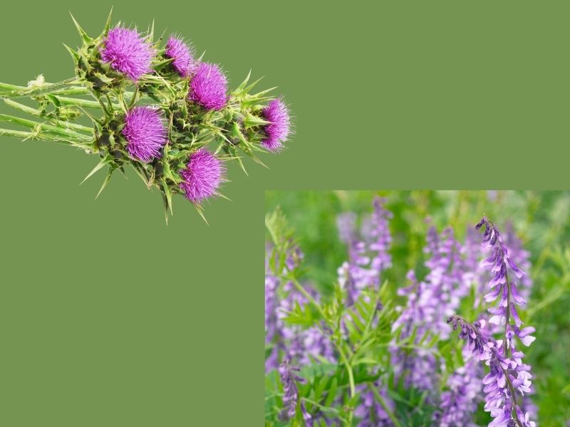 Blessed thistle flowers and goat’s rue plant with purple blossoms on a green background – herbal ingredients commonly used in natural breast milk increasing powder for nursing mothers