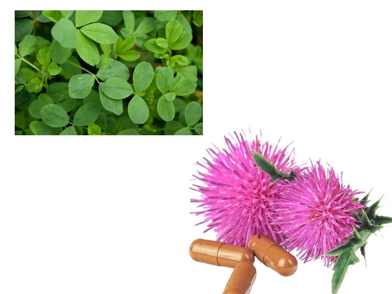 Fresh alfalfa leaves with milk thistle flowers and herbal supplement capsules – natural ingredients commonly used in breast milk increasing powder for lactating mothers