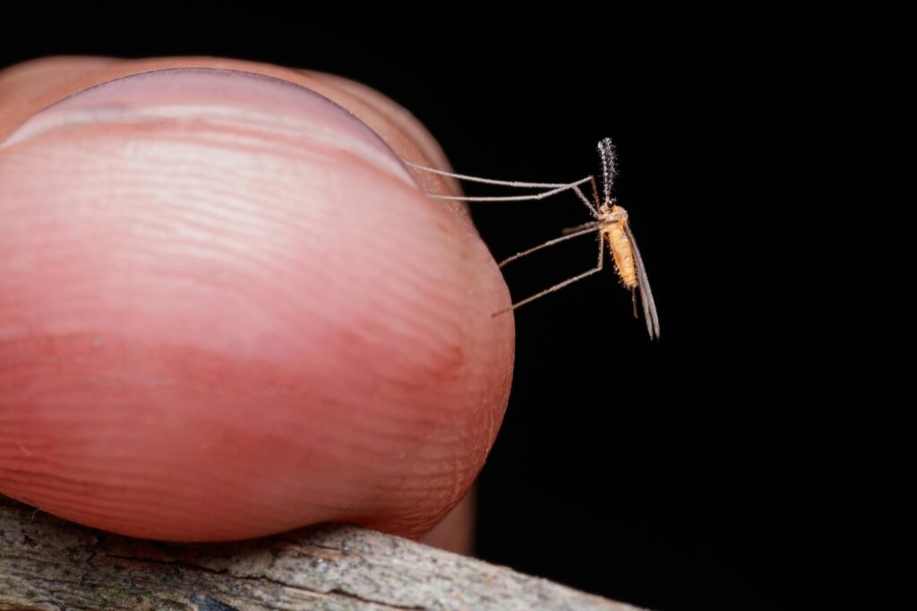 A close-up of a mosquito biting a human finger, showing how the Chikungunya virus spreads through mosquito bites.